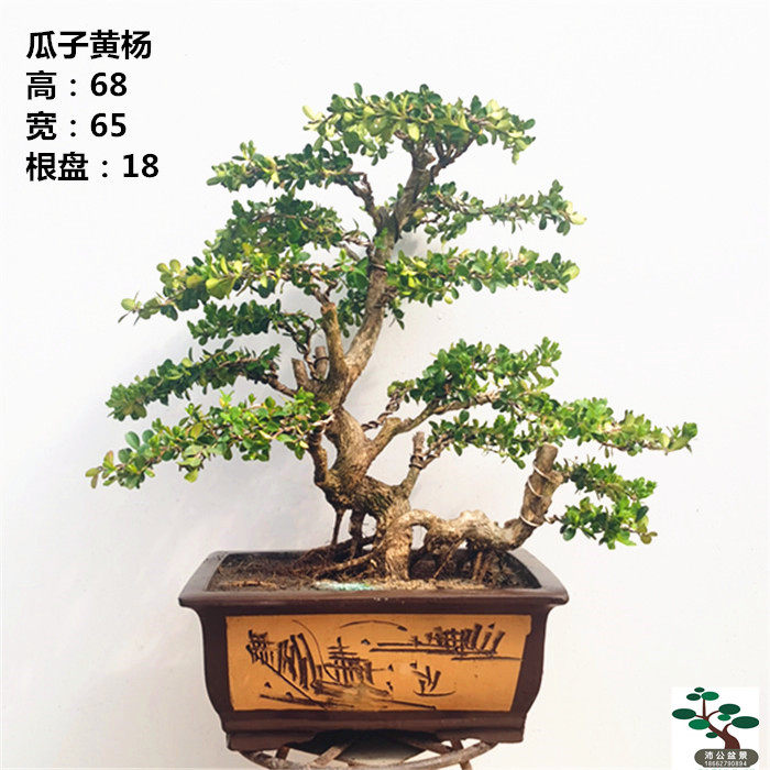 一物一拍 实拍 造型山水盆景瓜子黄杨 耐寒好养小叶黄杨实物 包邮