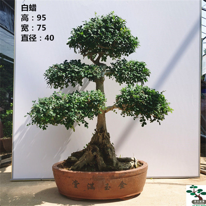 实拍 对节造型白蜡盆景树桩 对接白腊好养 老桩 实物 包邮