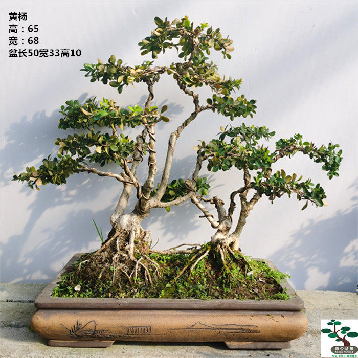 实拍 精品连根瓜子黄杨水旱盆景树桩 小叶黄杨老桩实物 好养 包邮