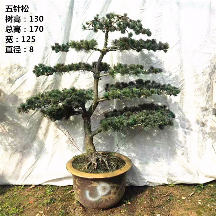 实拍精品五针松 耐寒好养 迎客松实物盆景 室外庭院植物实物