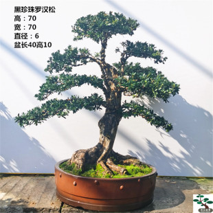 实拍 已成型黑珍珠罗汉松盆景 高档无铝丝树桩 常青结果母桩 包邮