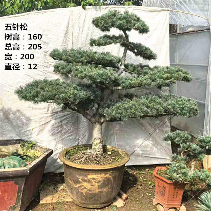 实拍 精品大型已成型造型五针松盆景树桩 黑松 松树 迎客松 包邮