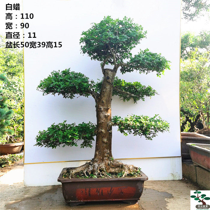 实拍 高档 对接白蜡盆景 对节白腊树桩 熟桩造型 好养 实物 包邮