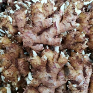 小黄姜种云南黄姜种四川带芽老姜种苗非生姜种子大沙姜高产量姜种