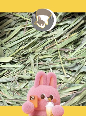 上海港叶多SP加提一番25年进口加拿大提摩西草兔子干草兔草