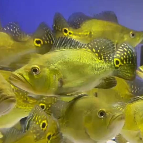 活体热带鱼大型鱼观赏鱼巴西亚肉食类龙鱼虎鱼飞凤配鱼黄金巴西亚