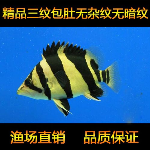 虎鱼活体大型印尼三纹泰北