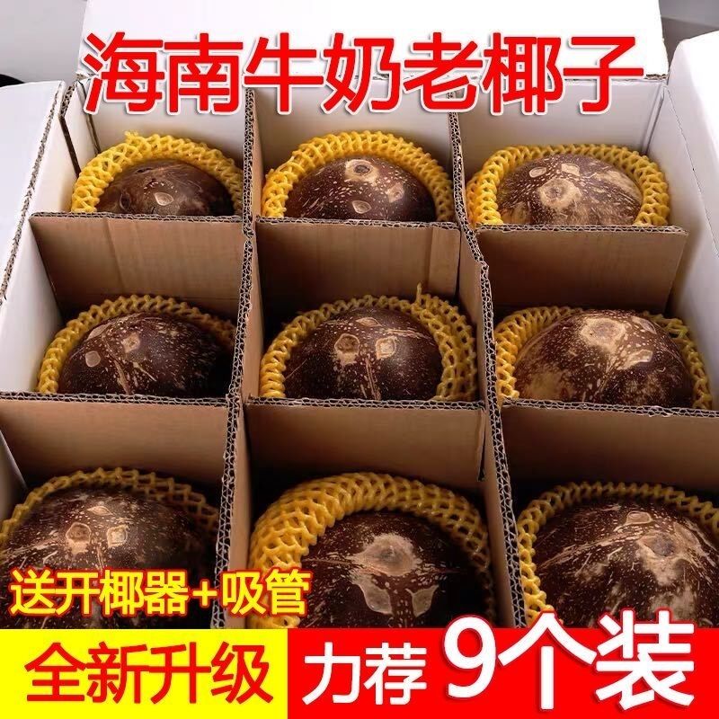 海南牛奶黑椰皇新鲜当季水果香抛光去皮老椰子肉煲汤榨椰汁椰奶冻
