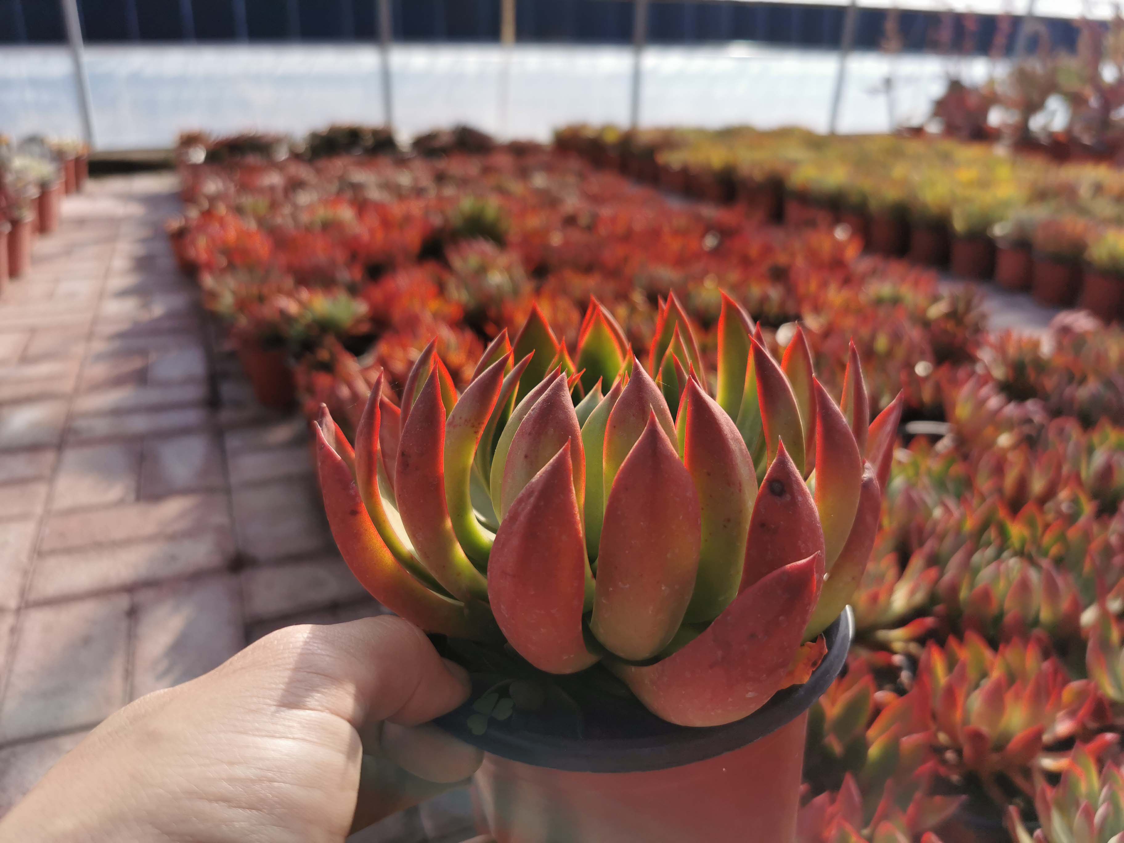 多肉植物爪类红爪类红色魔爪露莎多头群生带侧芽霸气多肉巨肉实拍