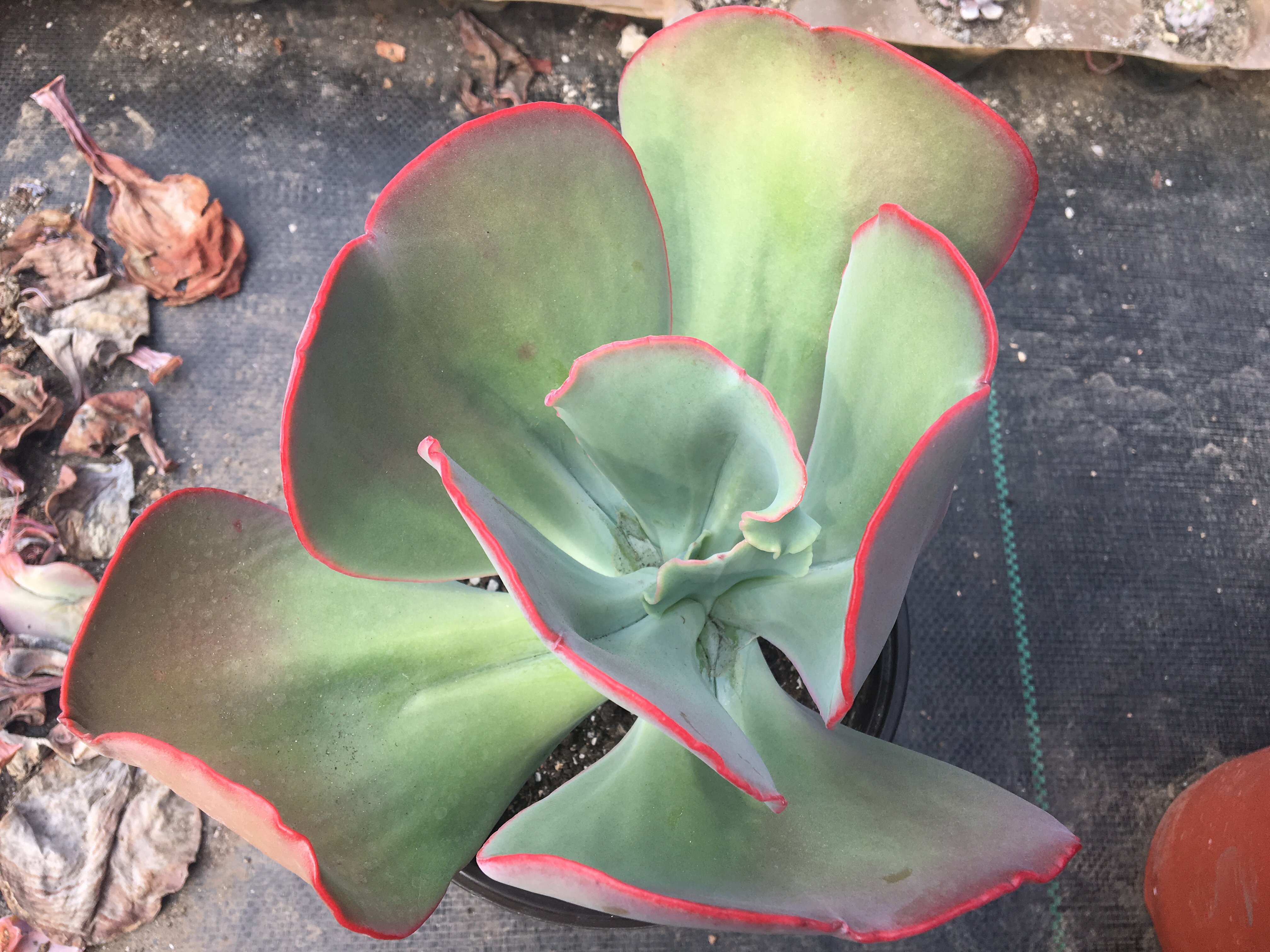 多肉植物多肉巨肉大瑞蝶老桩叶展20cm高20cm左右实物拍照大棚直销