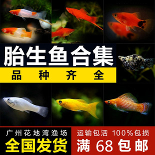 热带胎生鱼小型鱼金玛丽鱼米奇鱼月光鱼红剑活体繁殖练手好养易活