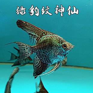 绿豹纹神仙鱼燕鱼淡水热带观赏鱼活体三角仙中型鱼可小鱼混养温顺