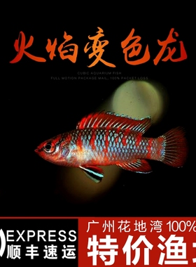 火焰变色鱼迷你小型活体淡水热带观赏鱼草缸混养灯科鱼攀鲈迷鳃科