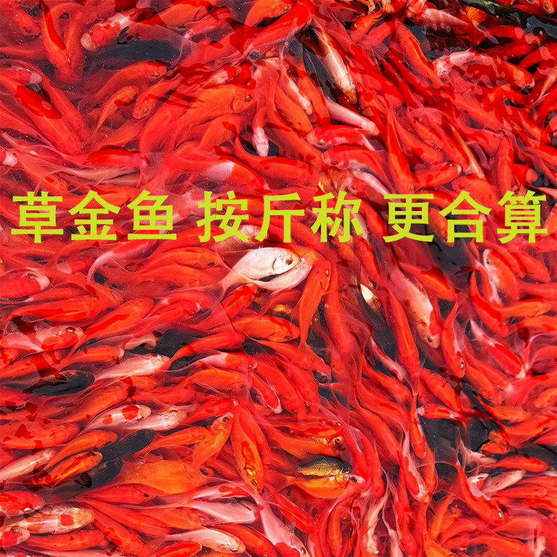 草金金鱼活鱼苗观赏鱼小型冷水淡水练手鱼好养耐活自来水活体锦鲤