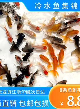 金鱼活鱼观赏鱼小型淡水好养冷水鱼苗新手小金鱼兰寿锦鲤好养耐活