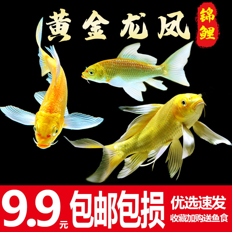 长尾淡水龙凤锦鲤活鱼好养观赏鱼