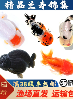 精品兰寿金鱼潘氏奶牛国粹金鱼观赏鱼包活好养兰寿活鱼苗水墨玉兔