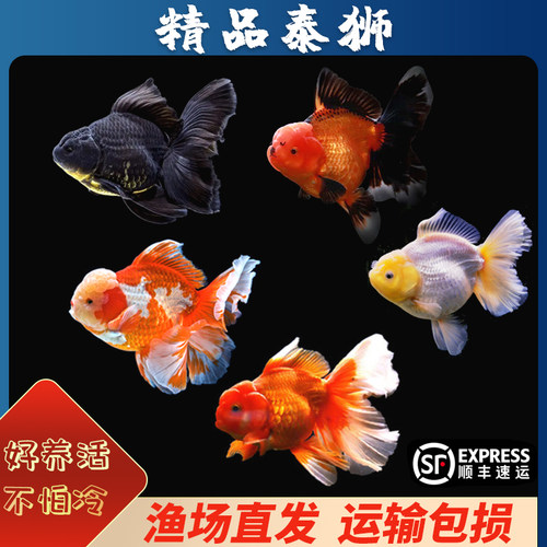 好养易活冷水鱼精品泰狮百褶泰狮