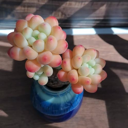 纯手工树脂粘土多肉办公室