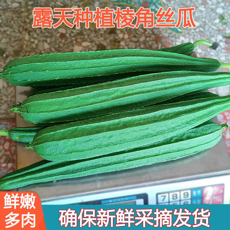 广西嫩丝瓜农家露天种植新鲜现摘大肉绿皮八棱角丝瓜清甜时令蔬菜