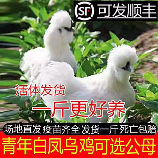 一斤纯种乌鸡苗活苗乌骨鸡活苗白凤泰和乌鸡半大鸡脱温鸡小鸡苗