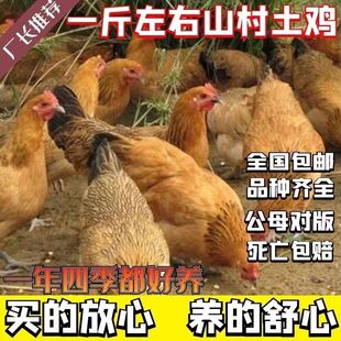 一斤土鸡活苗产蛋王鸡高产苏北土鸡苗小鸡苗土鸡苗蛋鸡包邮包活