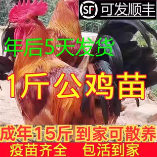 半斤一斤巨型公鸡苗鸡活苗小鸡苗九斤红鸡活苗380鸡苗红公鸡