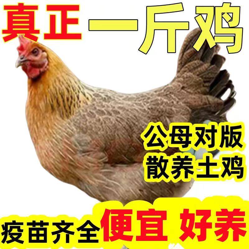 半斤一斤土鸡活苗产蛋王鸡苏北土鸡苗小鸡活苗土鸡苗蛋鸡包邮包活