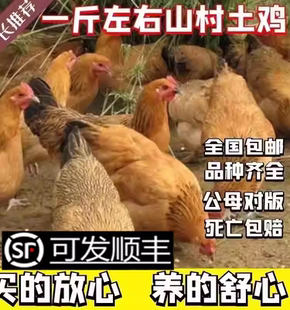 一斤土鸡活苗产蛋王鸡高产苏北土鸡苗小鸡苗土鸡苗蛋鸡仔 包活 包邮