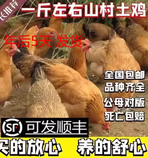 一斤土鸡活苗产蛋王鸡高产苏北土鸡苗小鸡苗土鸡苗蛋鸡仔包邮包活