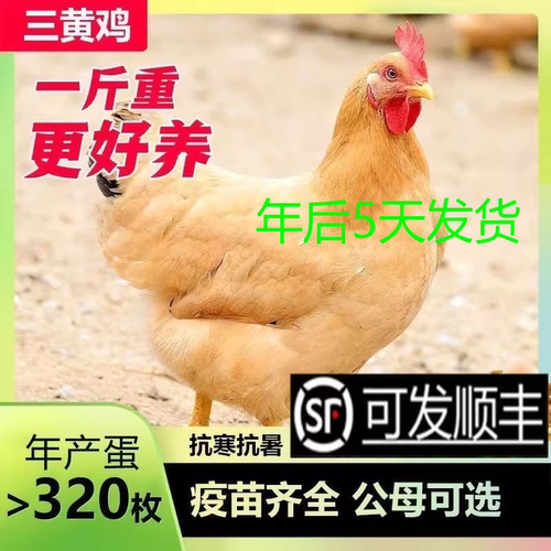一斤纯种清远三黄鸡苗母鸡脱温