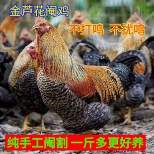 一斤金芦花鸡苗纯种芦花鸡阉鸡七彩活大公鸡活苗小鸡苗脱温鸡苗
