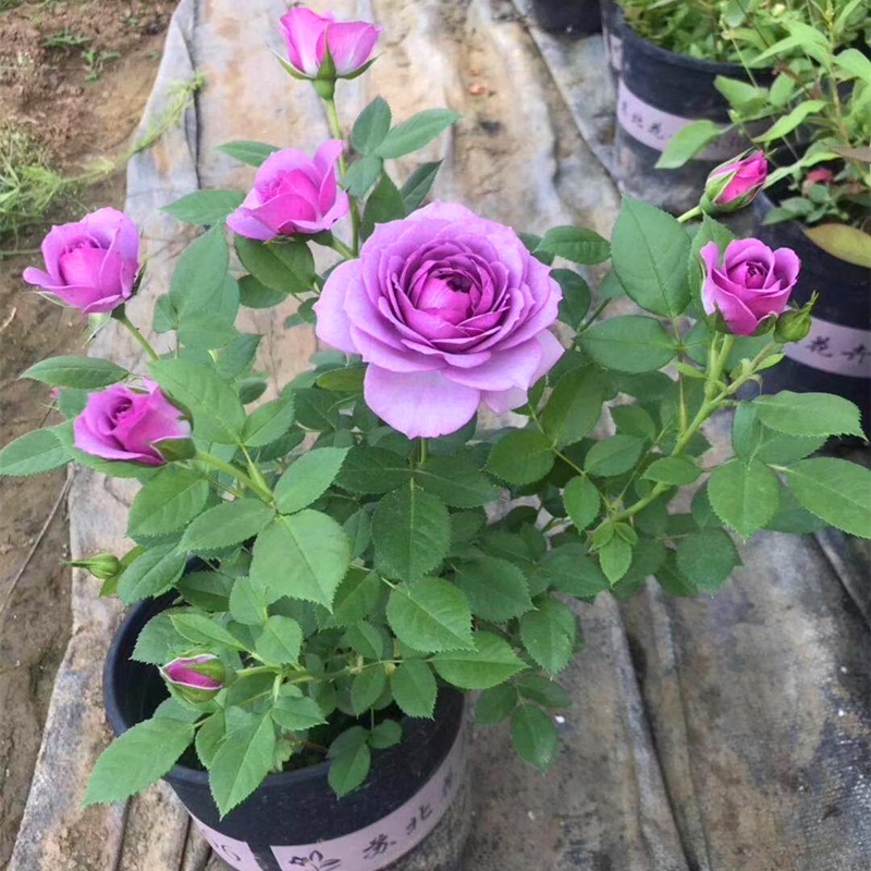 薰衣草门廊/紫色花环 欧洲微月月季花苗阳台窗台盆栽 抗病