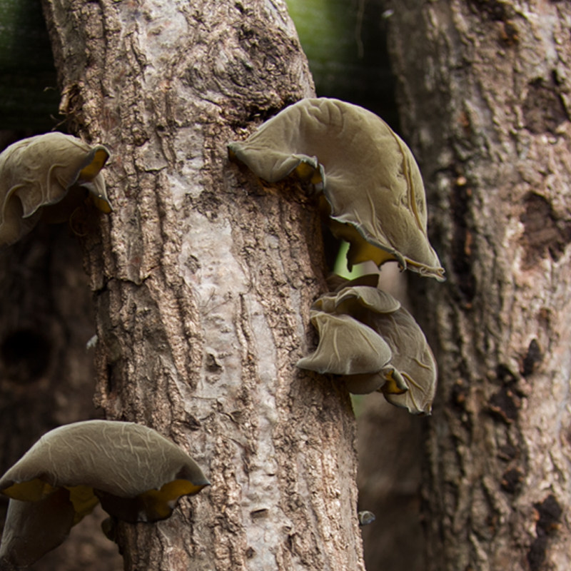 青川深山椴木野生黑木耳特级干货农家自种天然秋耳小碗耳木耳散装 - 相见欢山货健康食材店出品