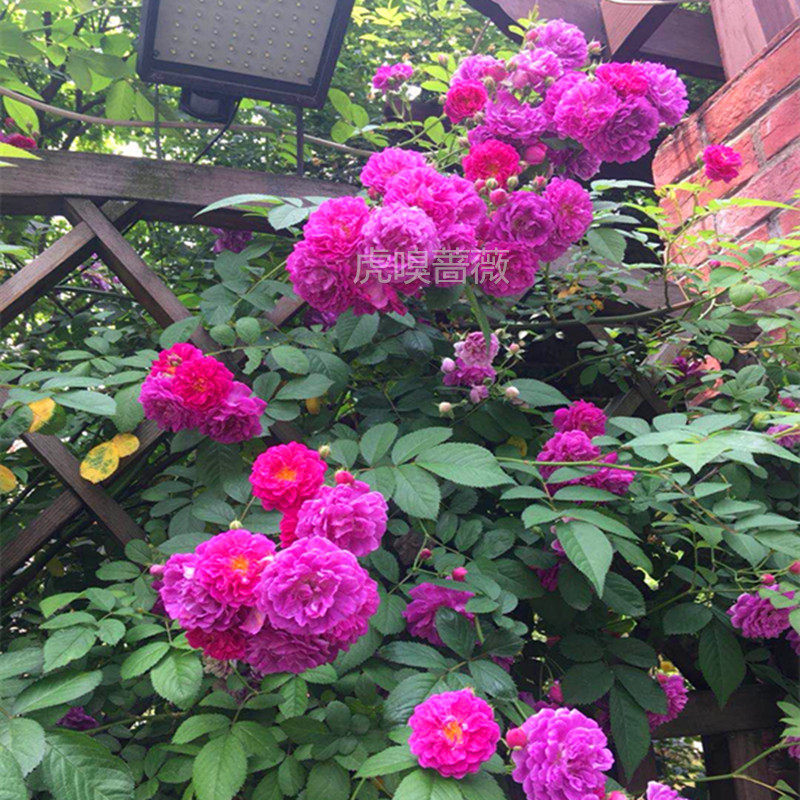 虎嗅蔷薇花苗爬藤花卉植物庭院阳台盆栽宜种