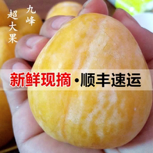 黄金奈李乐昌九峰山特大贡果顺丰冷链新鲜孕妇水果恐龙蛋蜂蜜李子