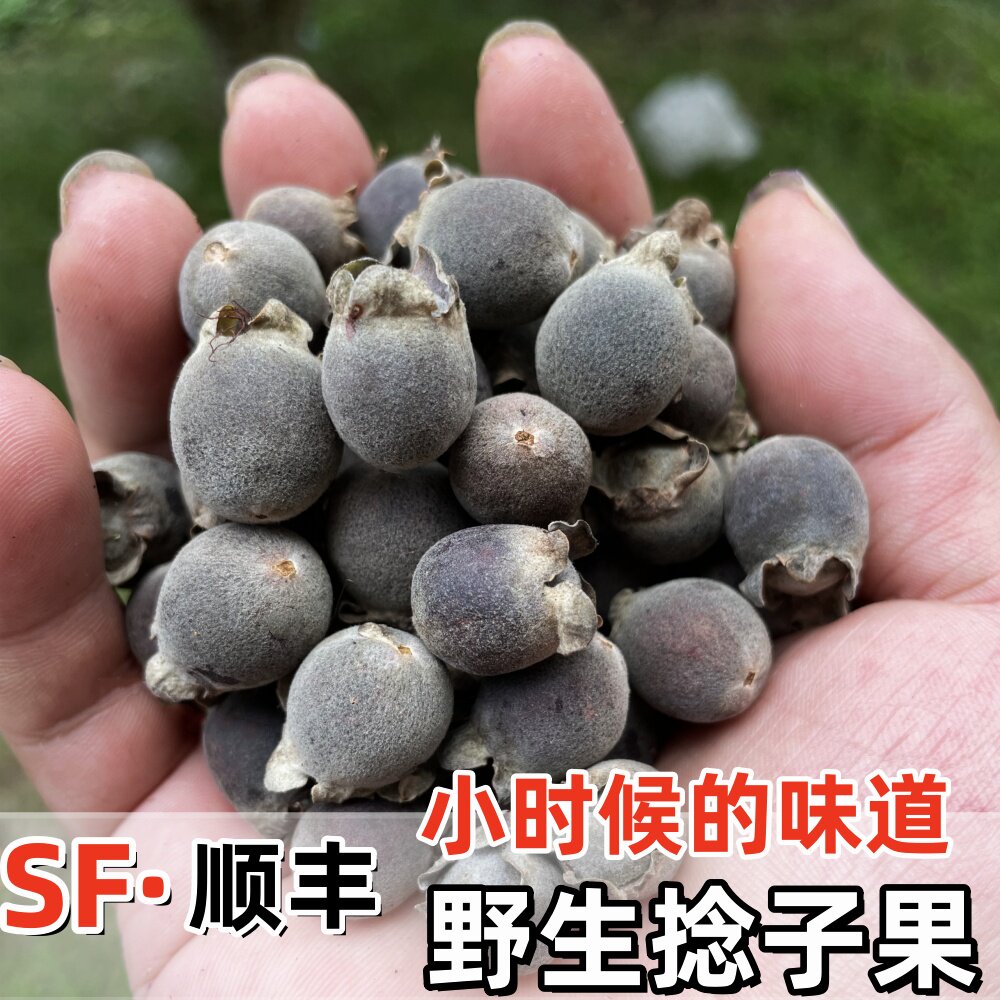 现摘桃金娘鲜果野生捻子顺丰速运