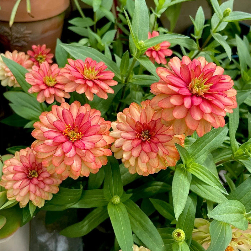 百日草花种子 四季易种植花卉种子景观花海百日菊花籽