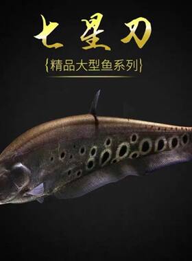 七星刀鱼活体东洋刀鱼黄金白化金刀热带观赏鱼风水招财鱼银龙配鱼