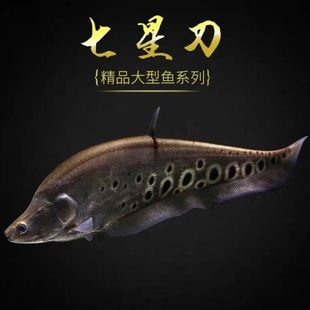 七星刀鱼活体东洋刀鱼黄金白化金刀热带观赏鱼风水招财鱼银龙配鱼