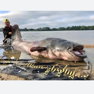 奥图鲶鱼超大巨型鲶鱼稀有凶猛肉食奥图巨鲶巨型鱼热带观赏宠物鱼
