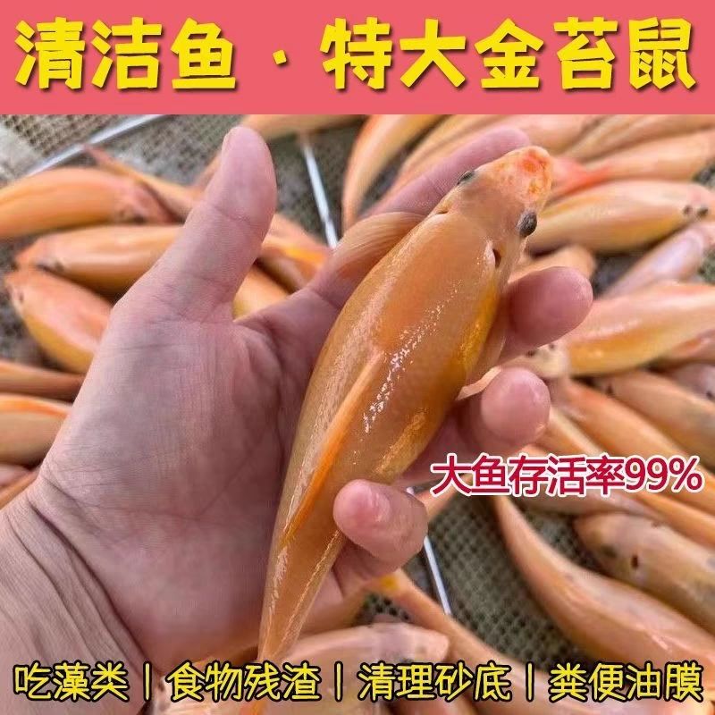 大号11-18cm青苔金苔鼠鱼锦鲤除藻热带工具清道夫观赏鱼鱼缸清洁