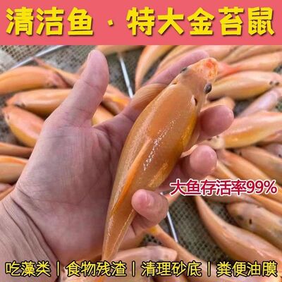 大号11-18cm青苔金苔鼠鱼锦鲤除藻热带工具清道夫观赏鱼鱼缸清洁