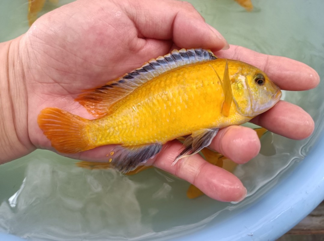 雪鲷鱼血中红非洲凤凰鱼闪电战神鱼黑线非洲王子鱼杂鲷马鲷观赏鱼