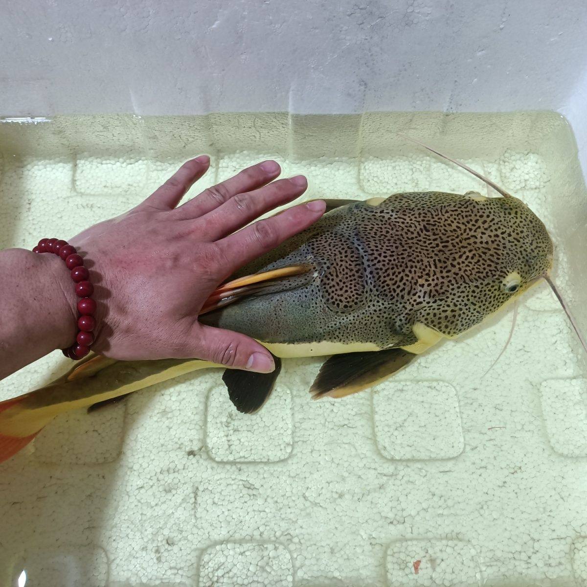 红尾招财猫鱼苗活体狗仔鲸凶猛大型热带观赏鱼宠物招财猫网红鱼宠