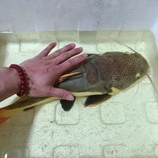 红尾招财猫鱼苗活体狗仔鲸凶猛大型热带观赏鱼宠物招财猫网红鱼宠