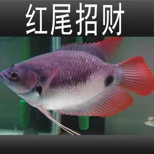红尾招财鱼战船活体黑眼红眼白招财发财鱼黑招财热带风水鱼观赏鱼