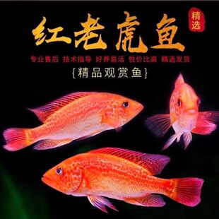 红老虎鱼活体龙鱼配鱼金玉满堂红头金鲷鱼大型凶猛热带淡水观赏鱼