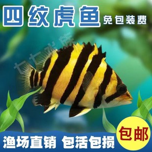 包肚围脖苏虎鱼幼苗四纹虎鱼杂纹虎鱼苗练手虎鱼大型热带鱼观赏鱼