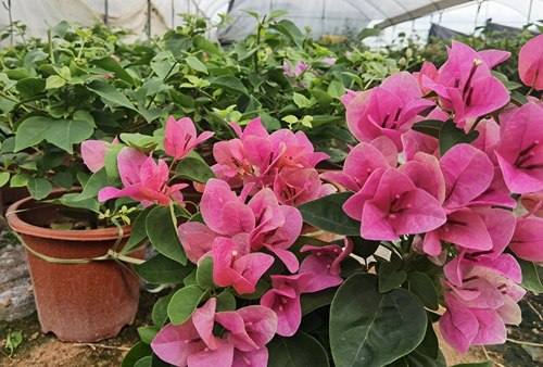 三角梅爬藤老桩马斯黄大型盆栽棵苗原生桩勤花阳台同安红四季花卉